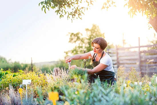 Person schneidet Pflanzen mit einer Schere